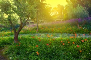 © Park with flowers, Michal Bednarek/Dreamstime.com