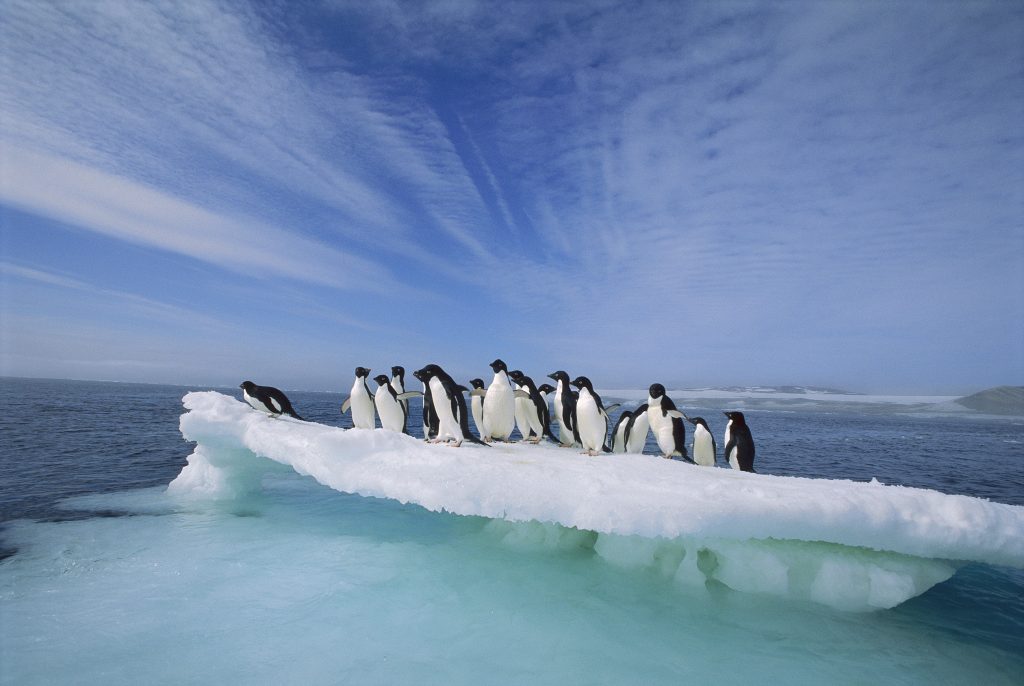 00140815 Adelie Penguin (Pygoscelis adeliae) group crowding on melting summer ice floe, Possession Island, Ross Sea, Antarctica © Tui De Roy / Minden Pictures