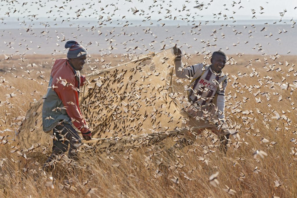 00536613 Migratory Locust (Locusta migratoria) swarm being harvested for food, Isalo National Park, Madagascar © Ingo Arndt / Minden Pictures 