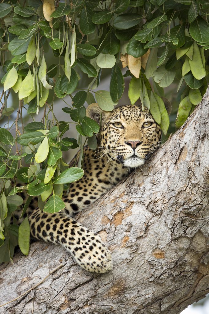 00545104 Leopard (Panthera pardus) female in tree, Chobe National Park, Botswana © Richard Du Toit / Minden Pictures