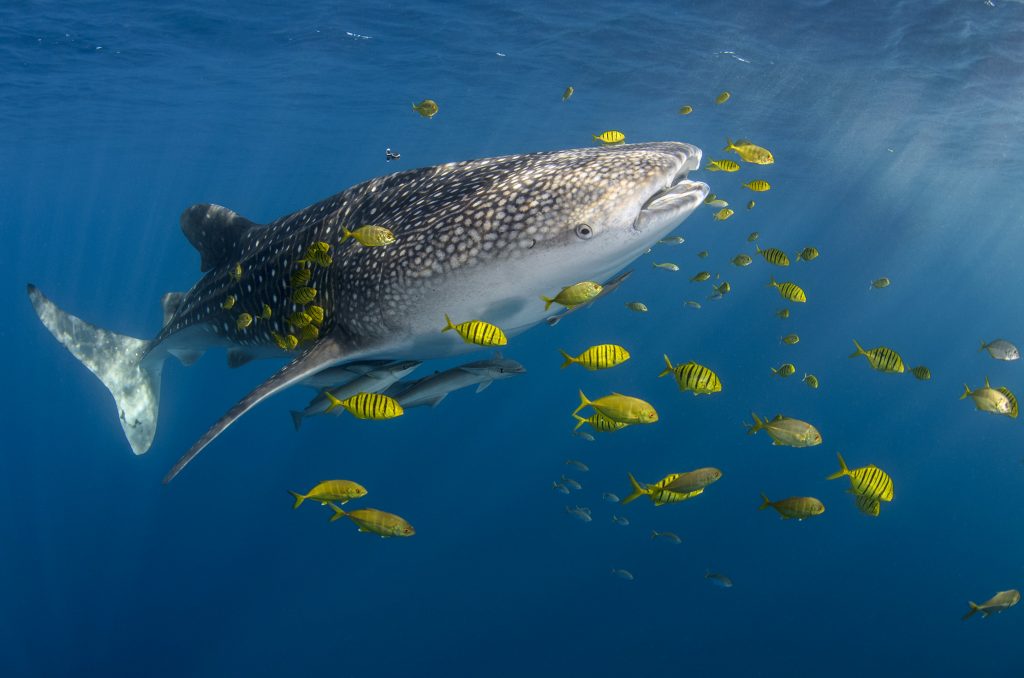00556285 Whale Shark (Rhincodon typus) and Golden Trevally (Gnathanodon speciosus) school, Cenderawasih Bay, West Papua, Indonesia © Pete Oxford / Minden Pictures 